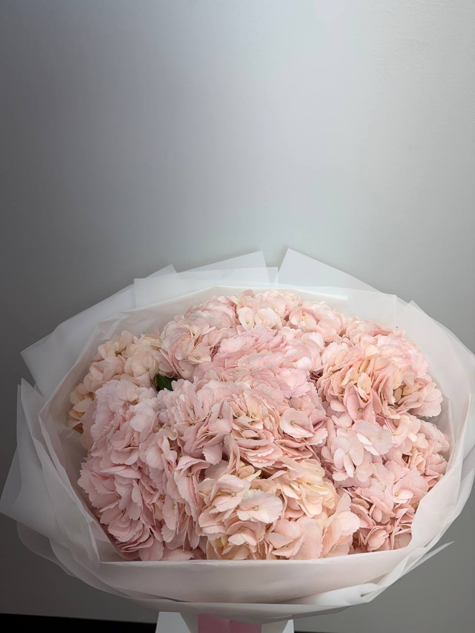 Blush Cloud Hydrangea