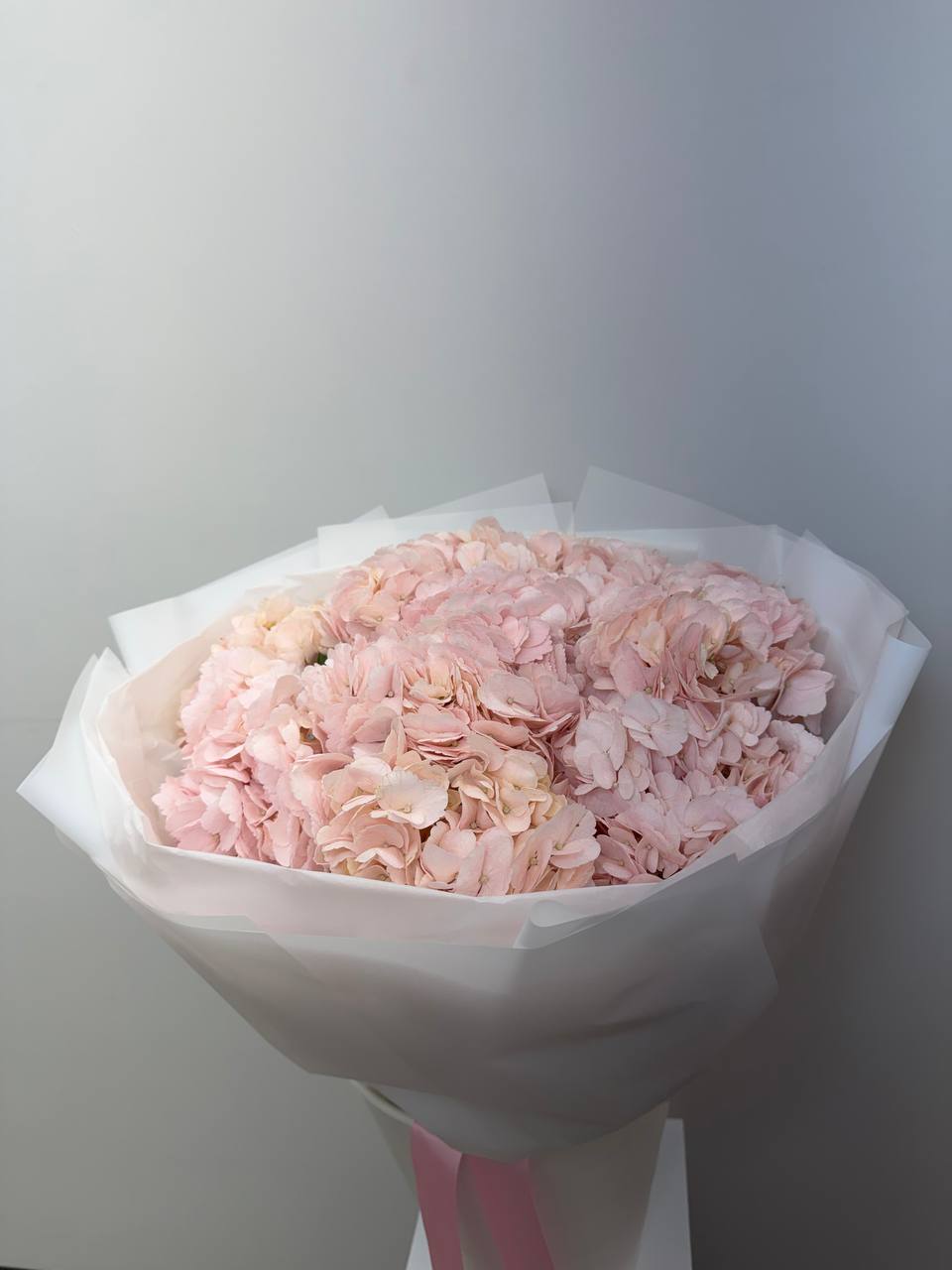 Blush Cloud Hydrangea