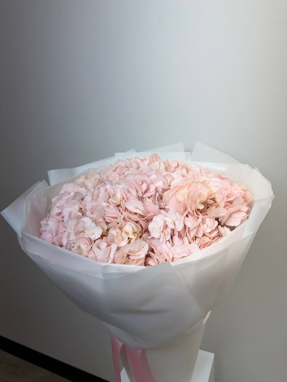 Blush Cloud Hydrangea