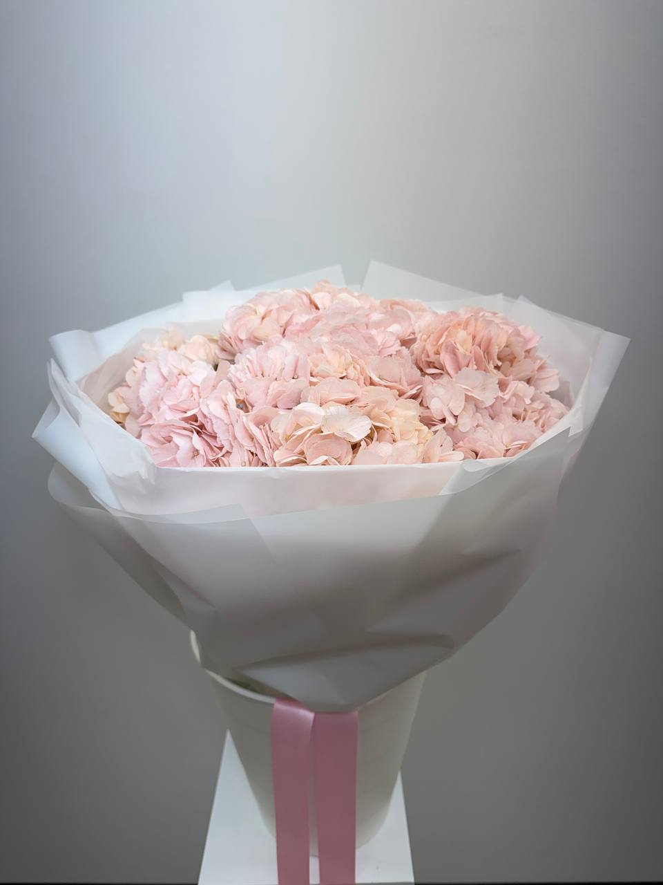 Blush Cloud Hydrangea